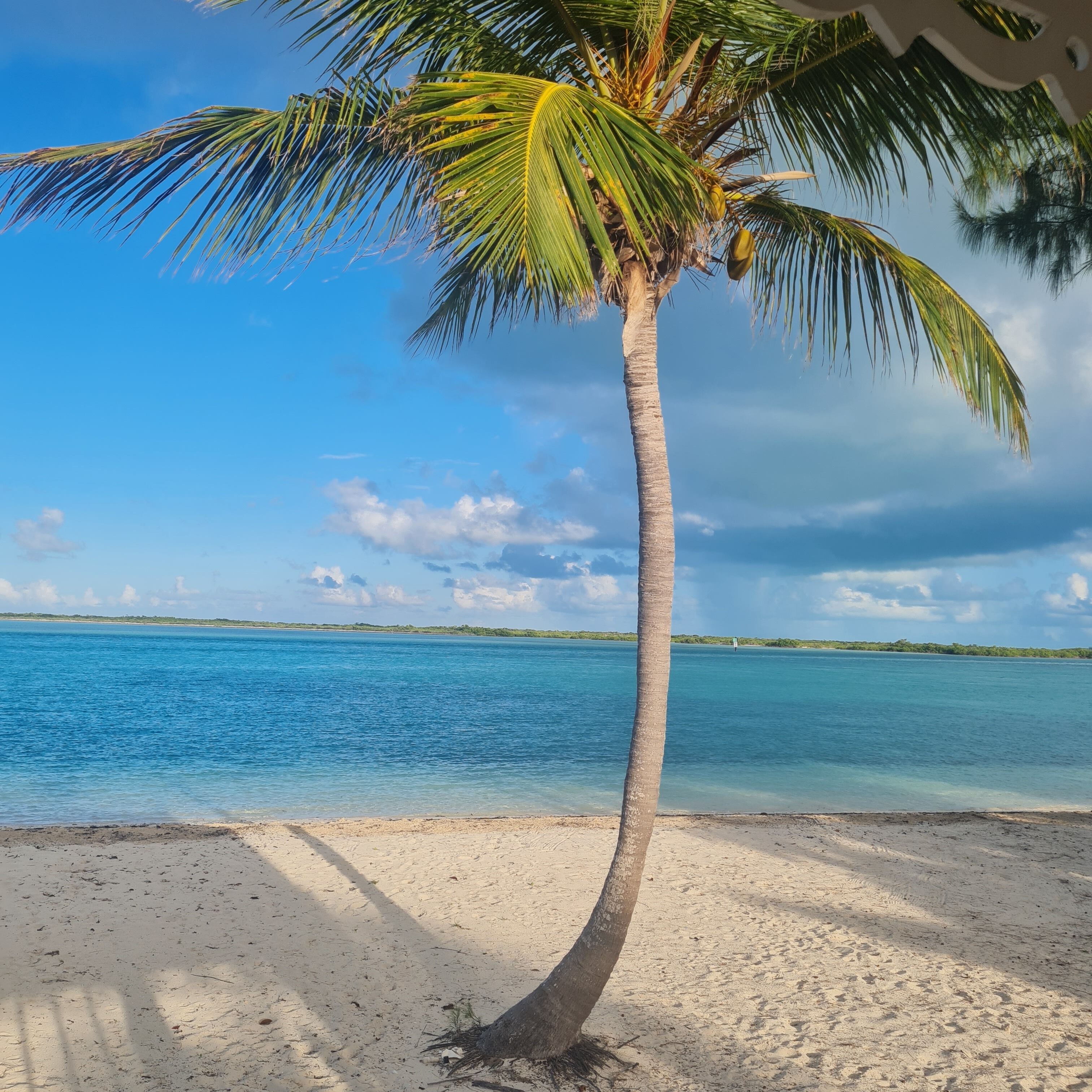 A palm on the beach.