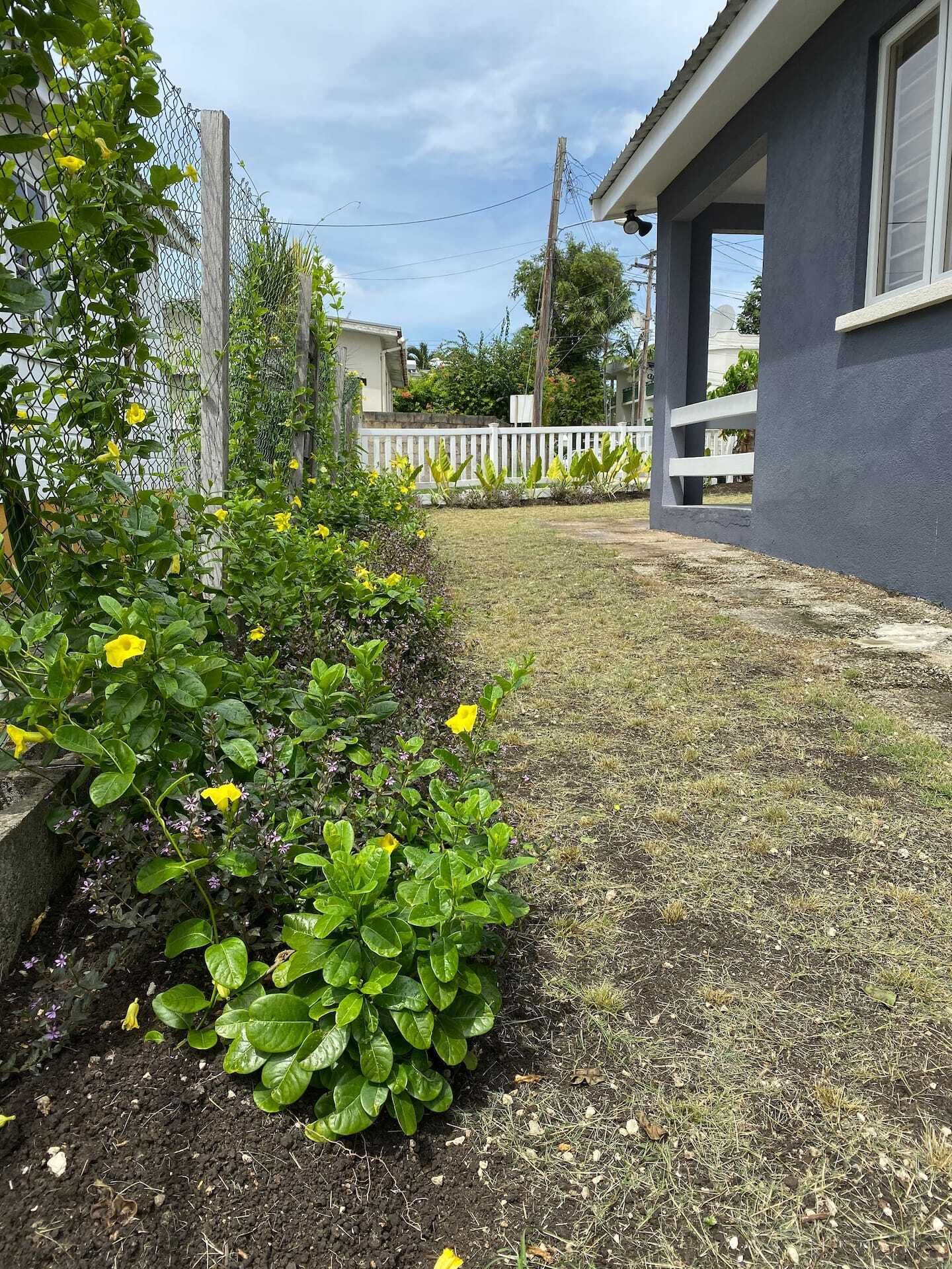 A garden bed with yellow flowers along the fence.