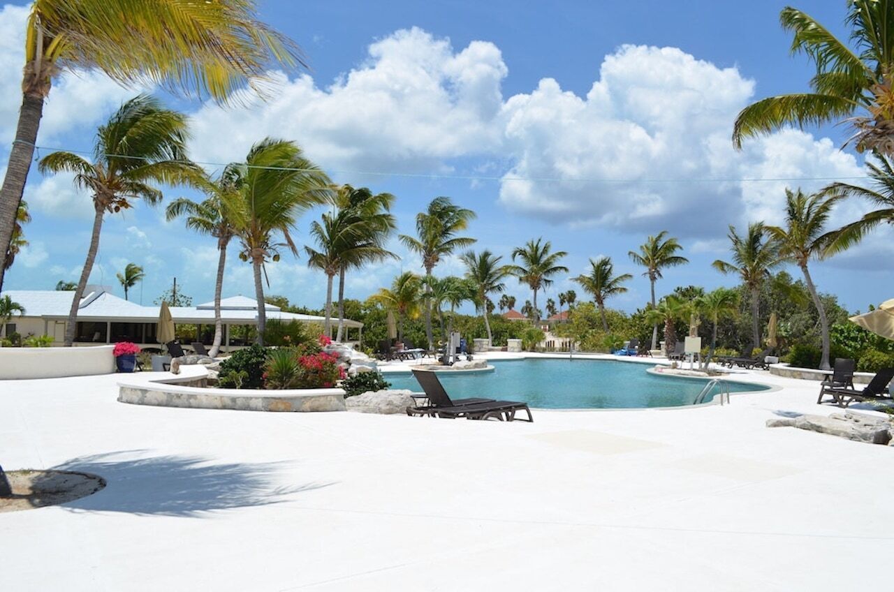 The shared pool with palm trees and loungers.