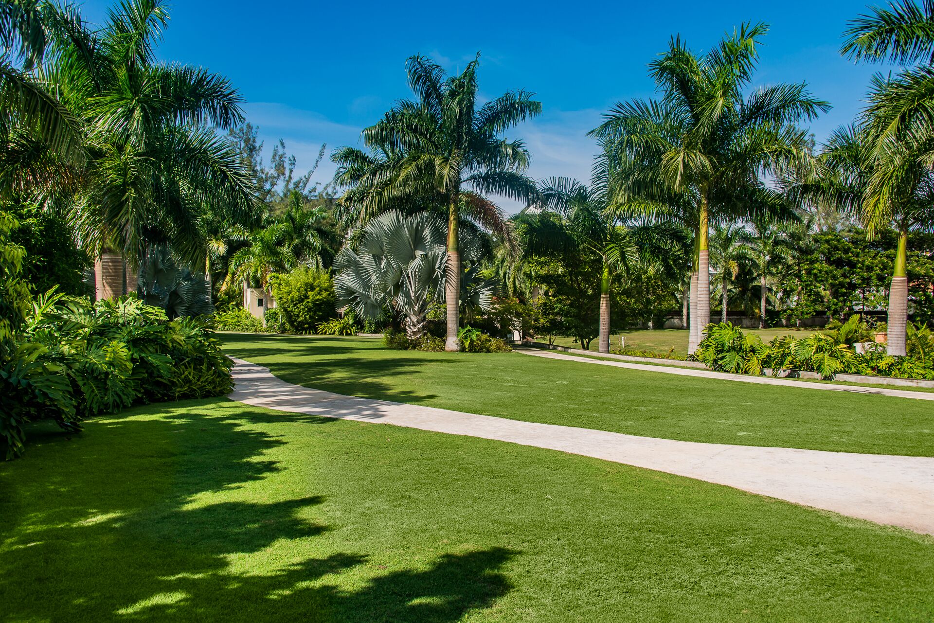 The garden with palm trees and a path.