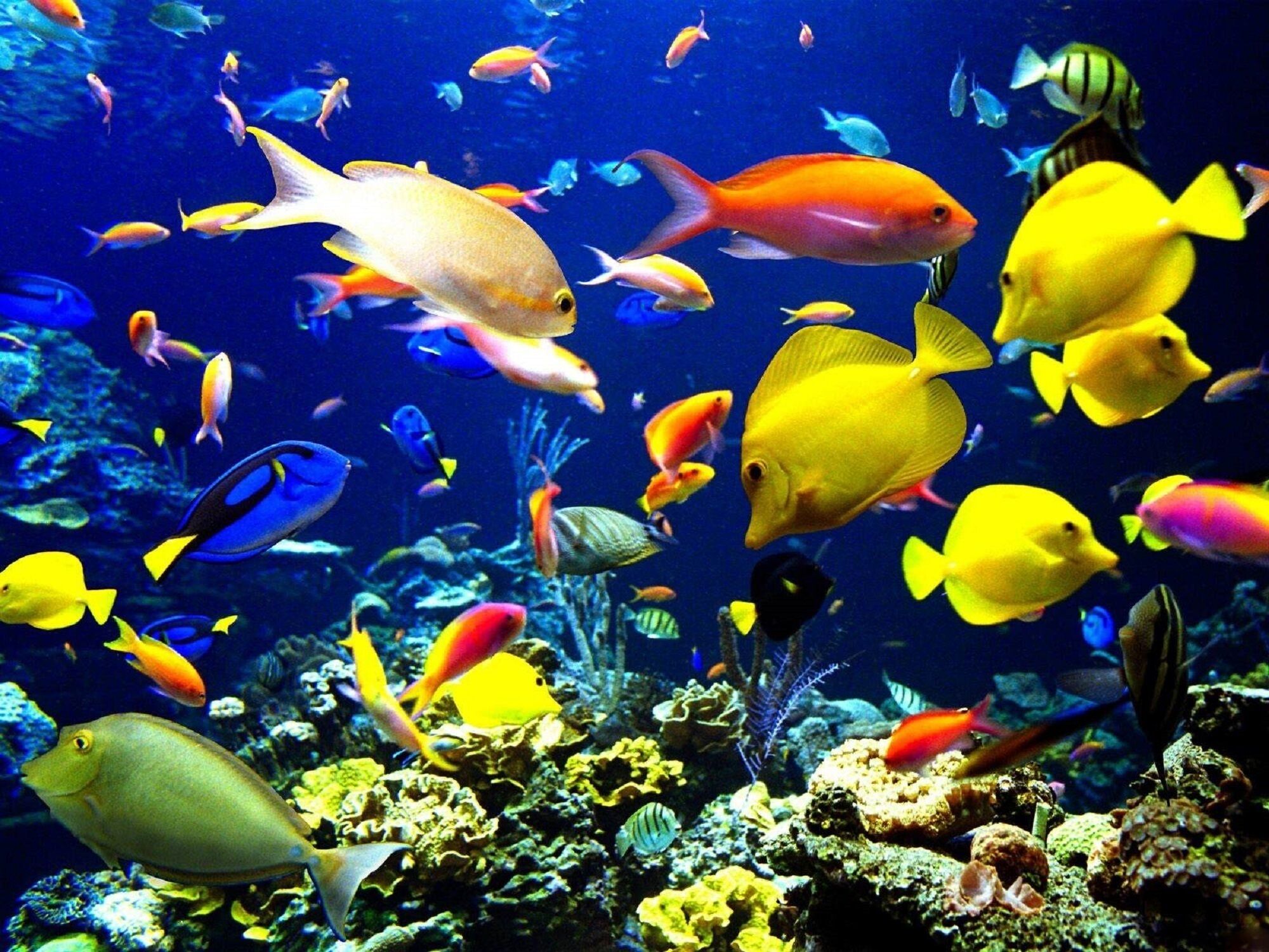 Tropical fish on a reef.