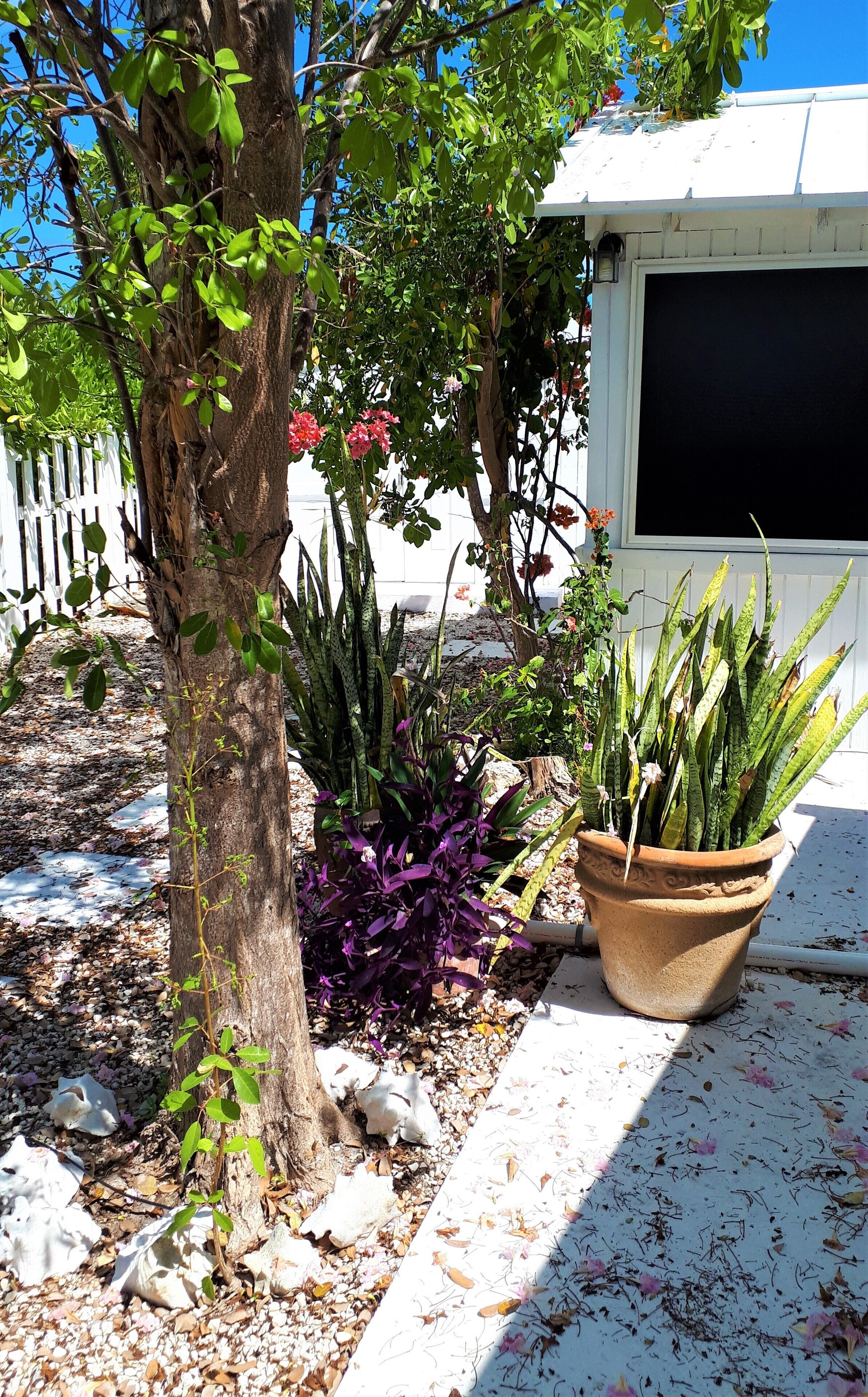 Potted plants and a tree at the side of the villa.