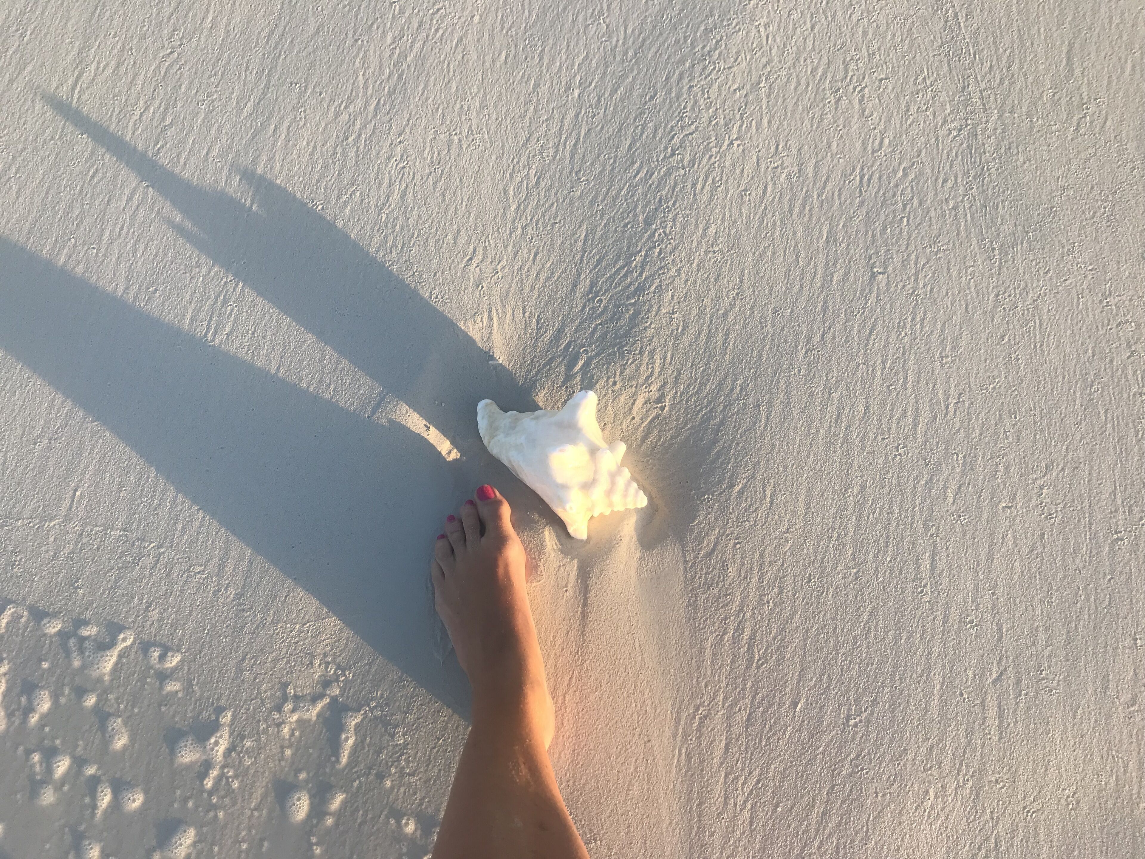A conch shell and a foot on the wet sand.
