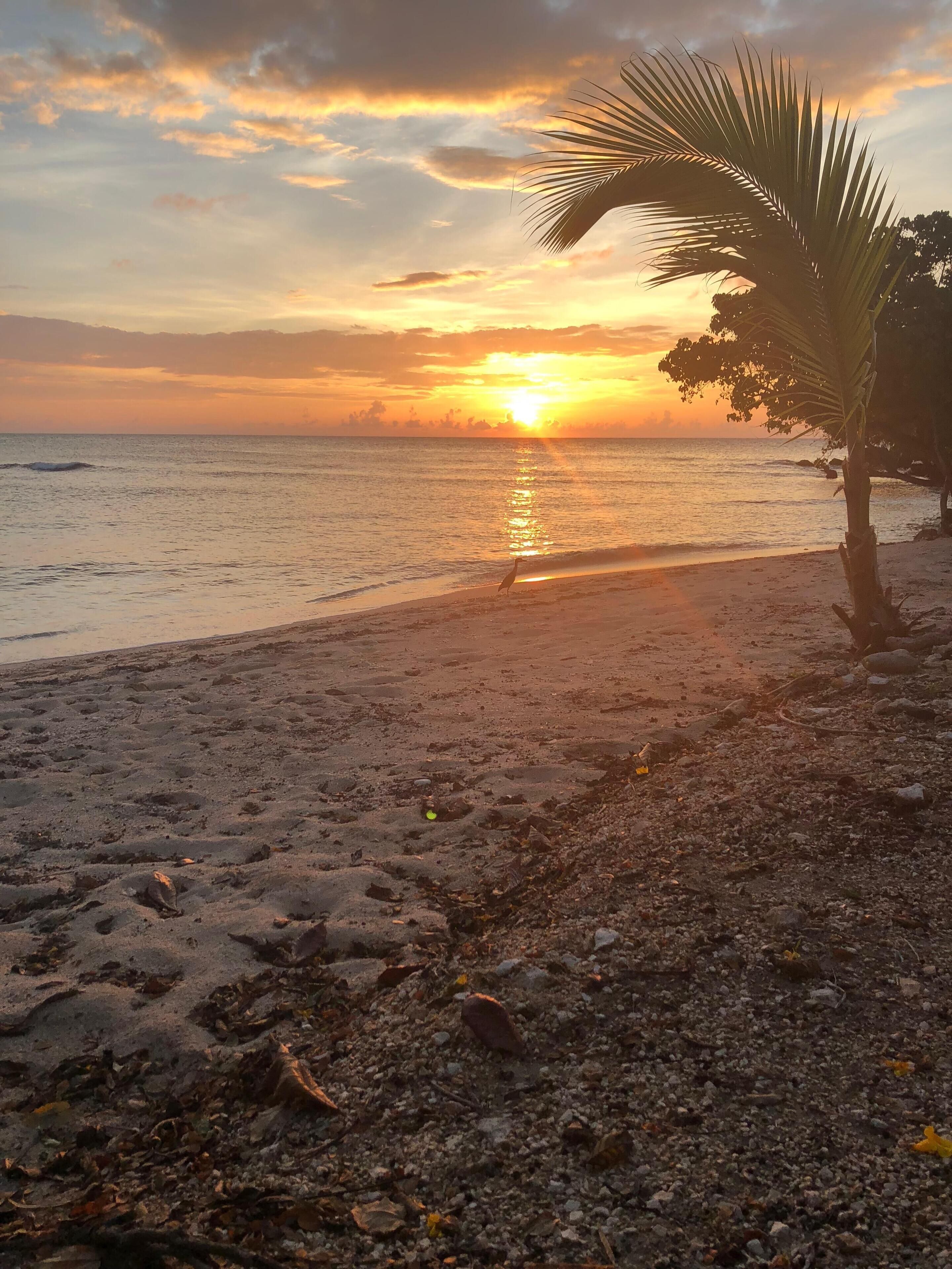 The sun sets over the sea at a sand beach with a palm tree.