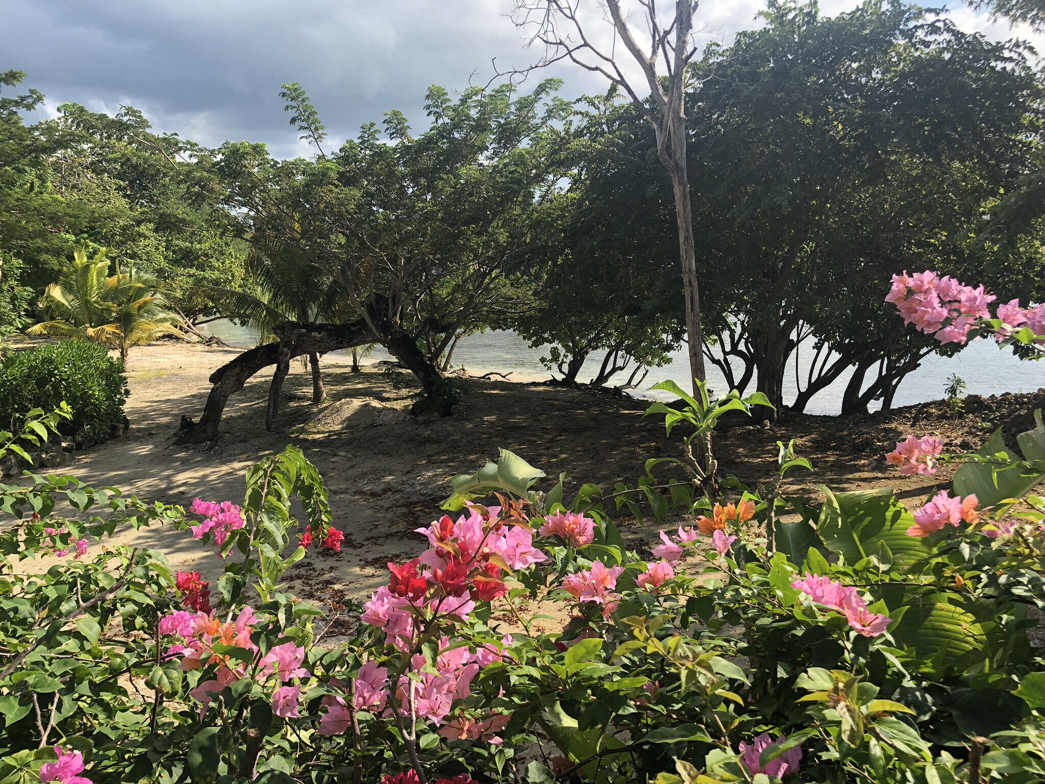 Bougainvillea flowers grow in front of a beach with trees.