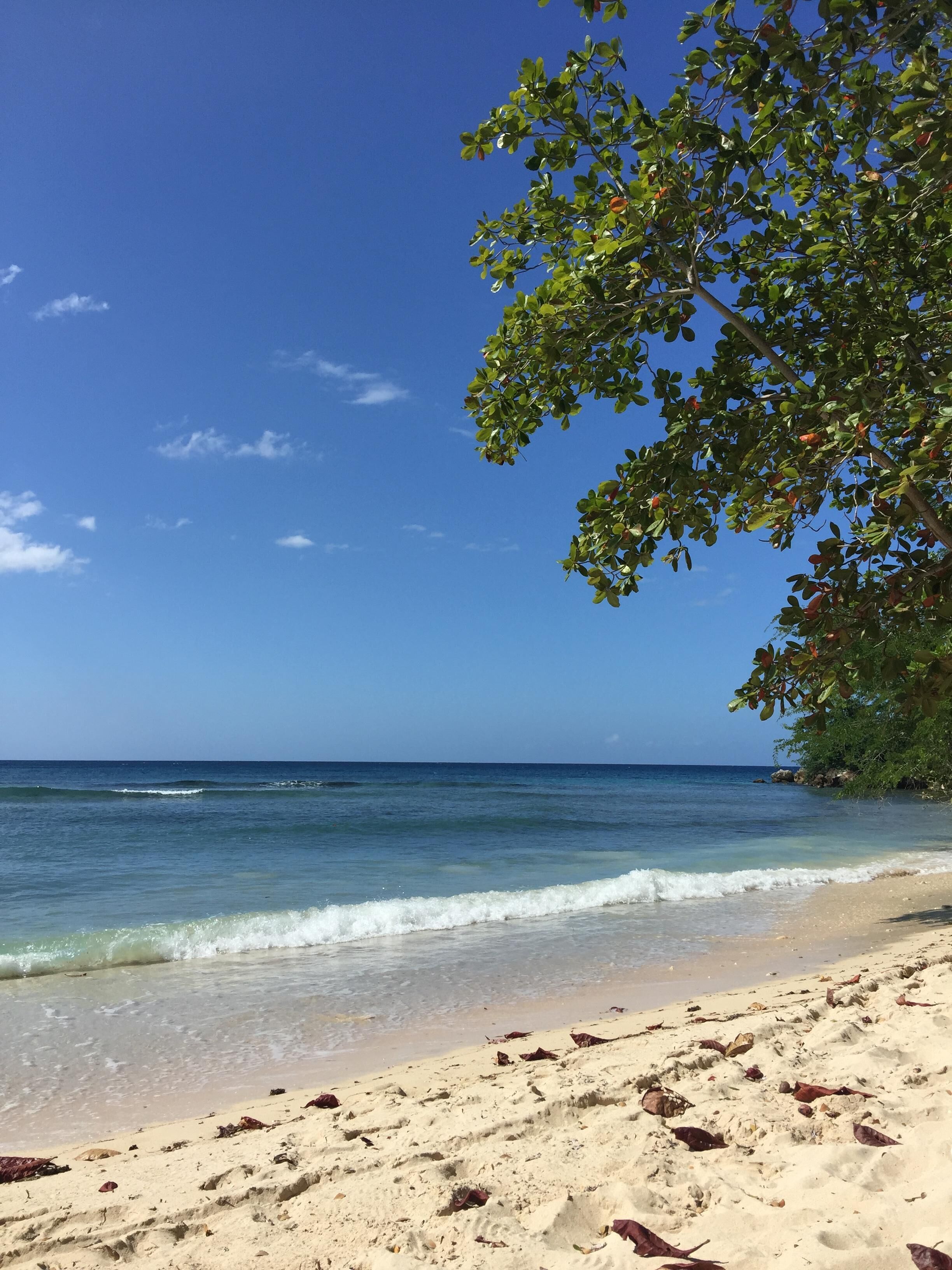 A wave breaks on a sand beach below a tree.