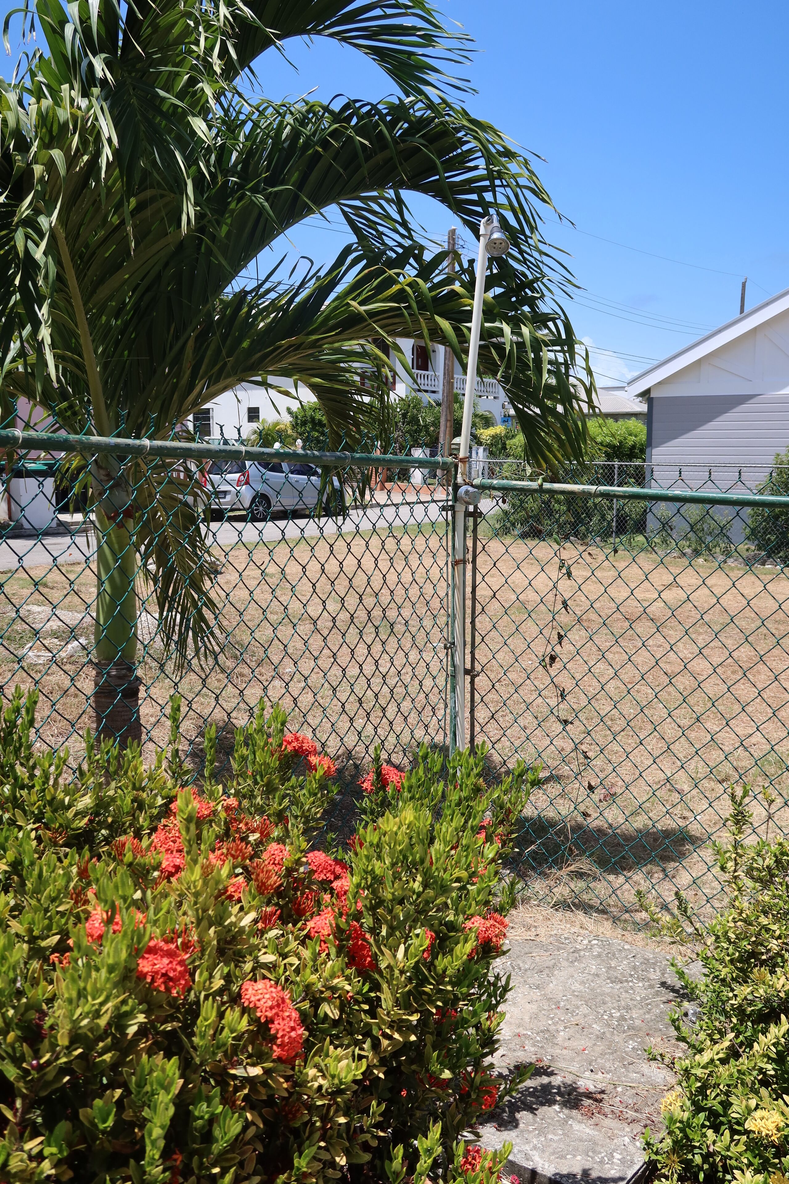A palm tree next to the fence of the yard.