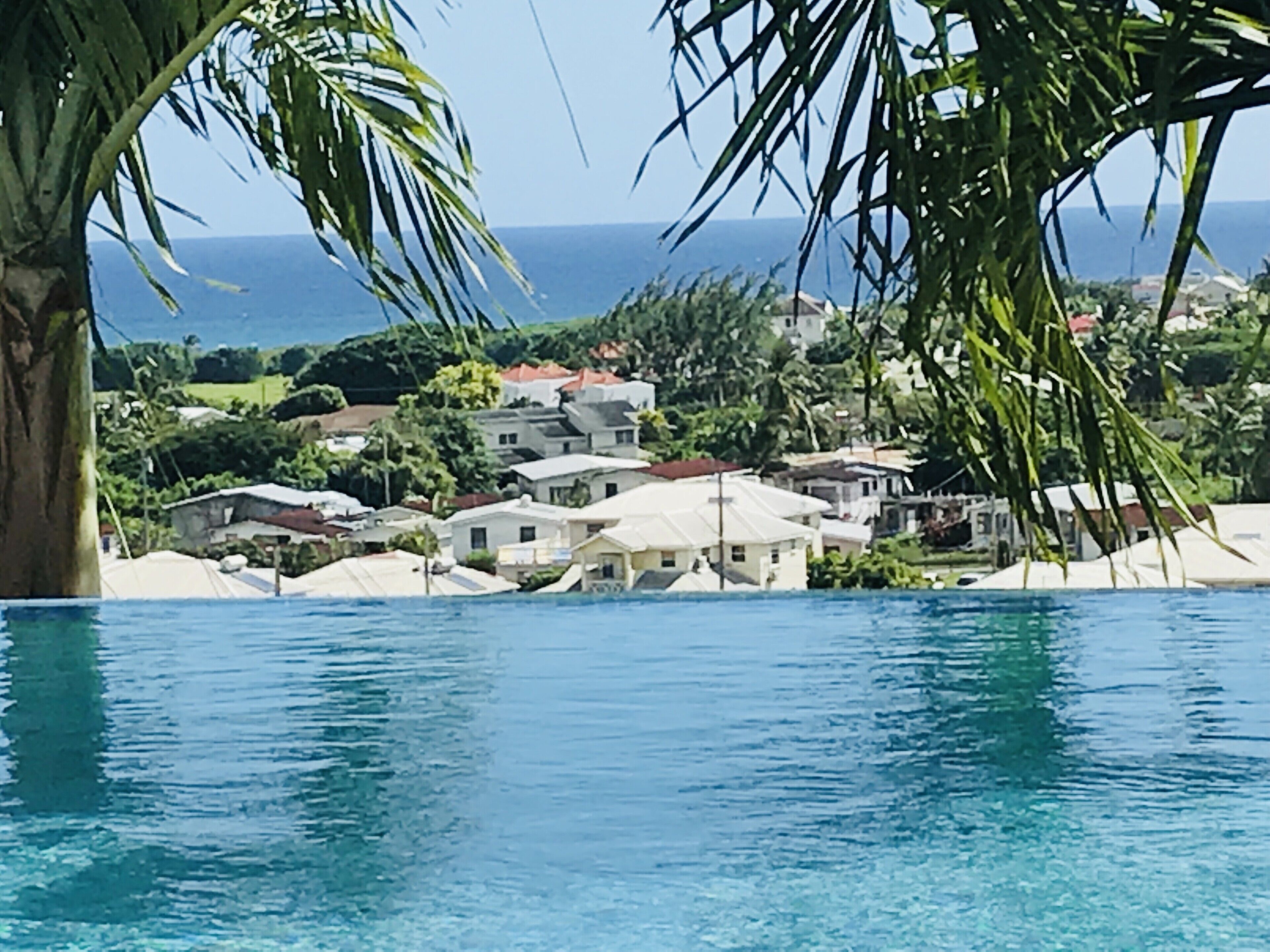 A view from the pool across palm fronds to houses and the sea.