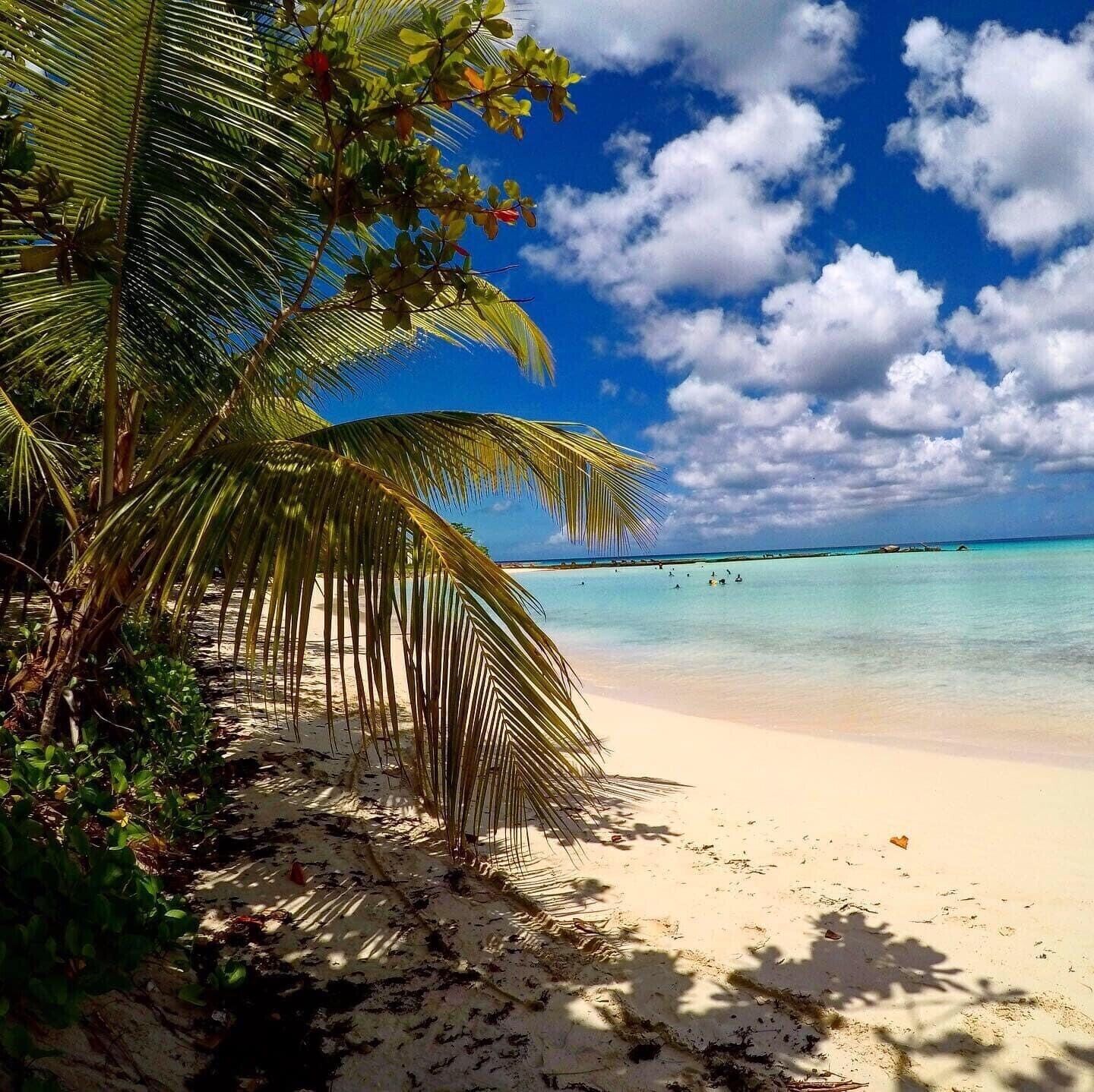A beach with a palm tree and people in shallow water.