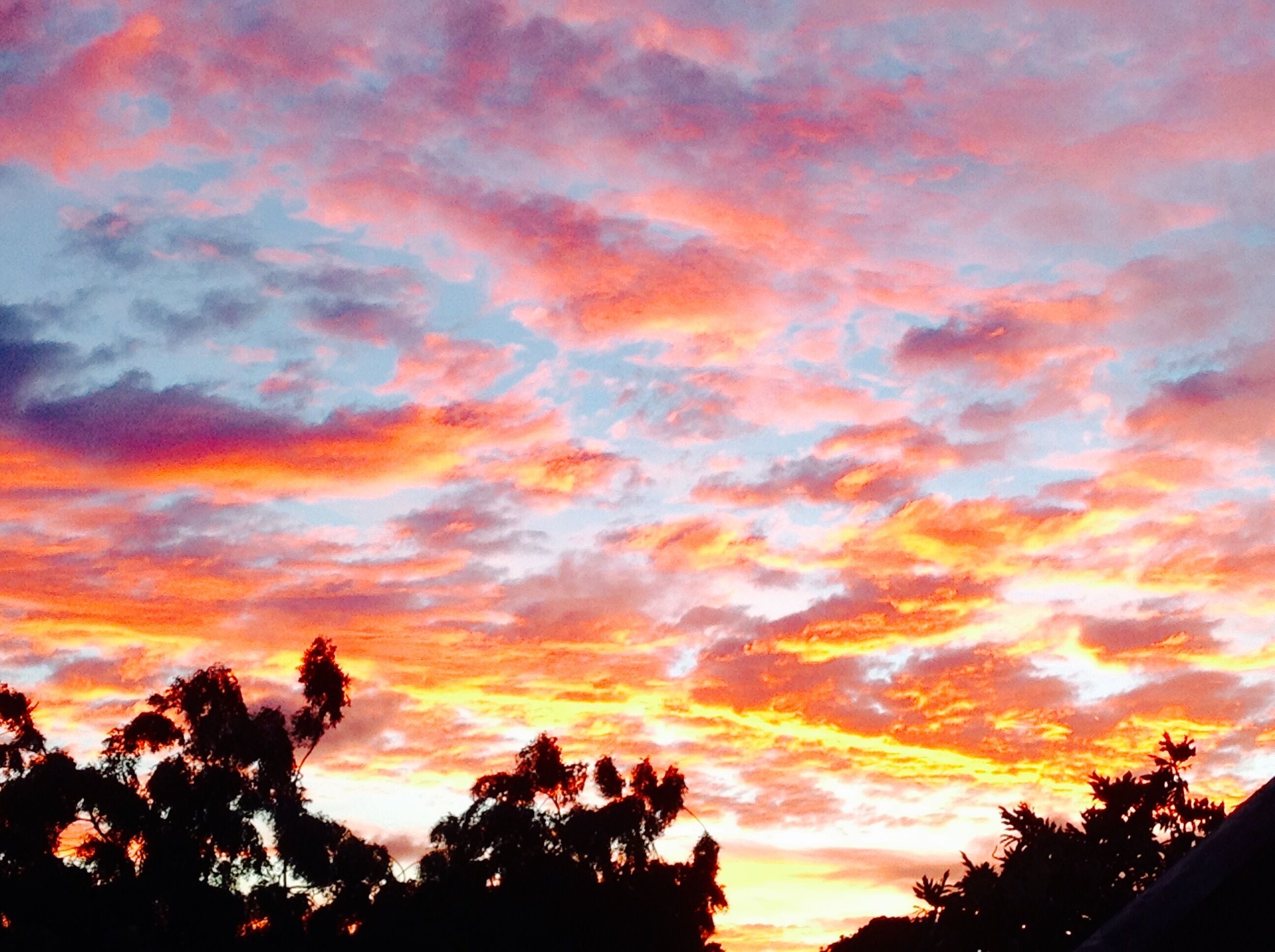 Orange clouds above trees at sunset.