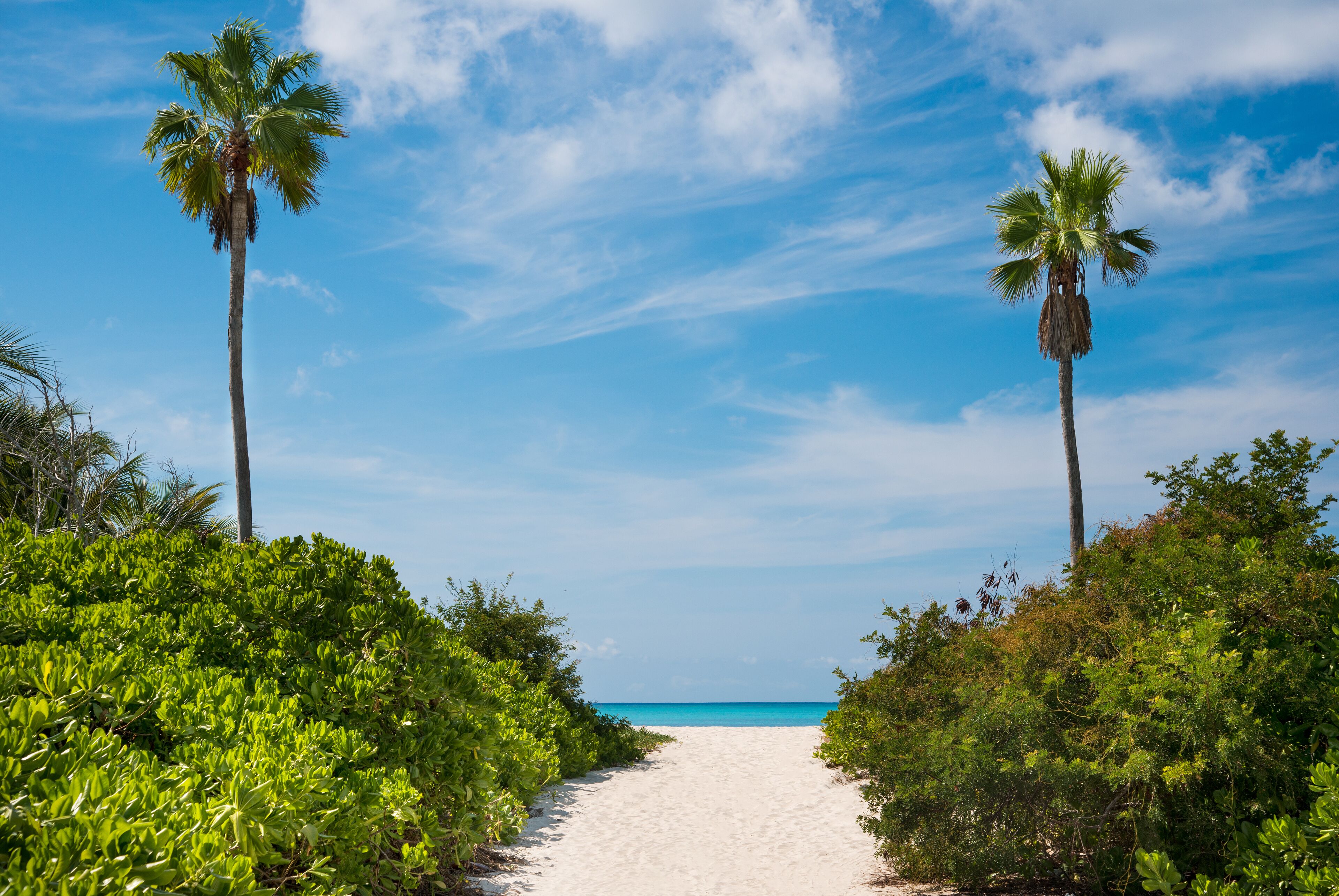 Two palms at a path to the beach.