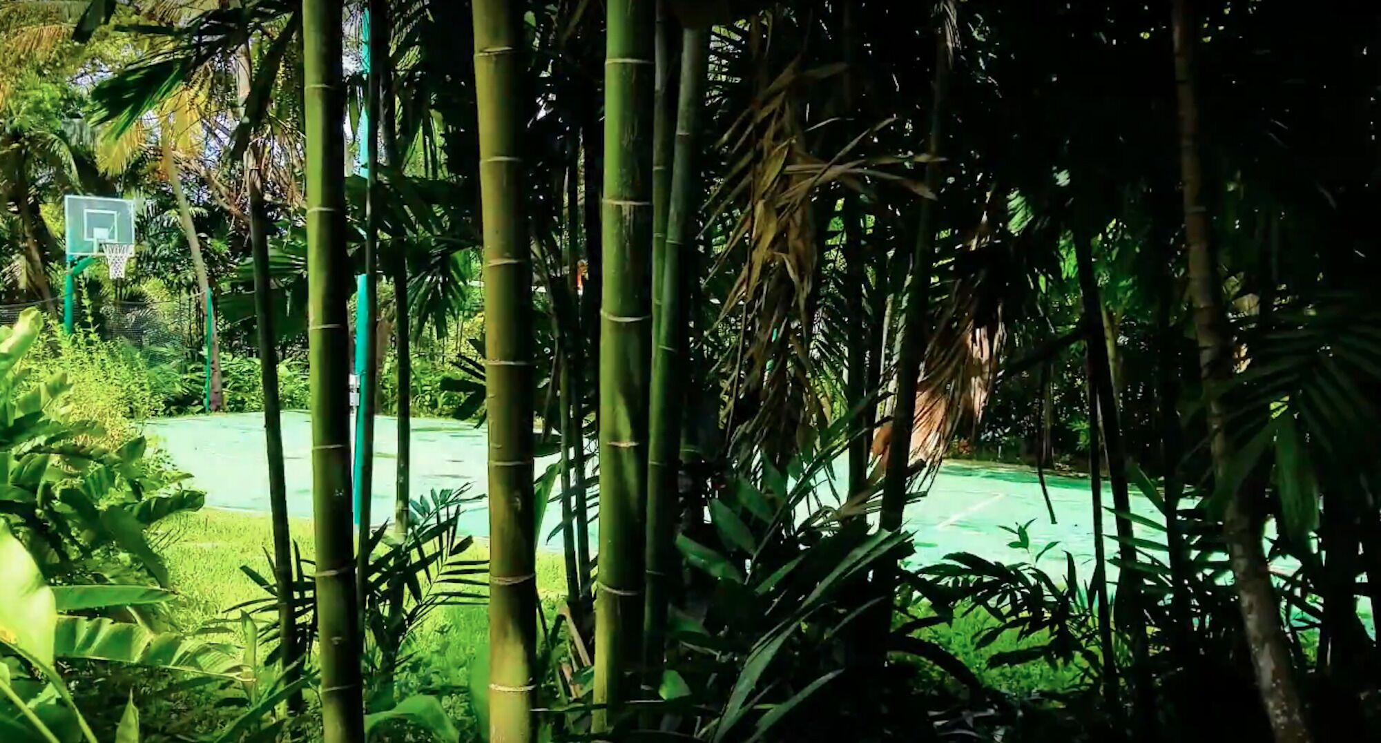 A view through bamboo to the sport court and a basketball hoop.