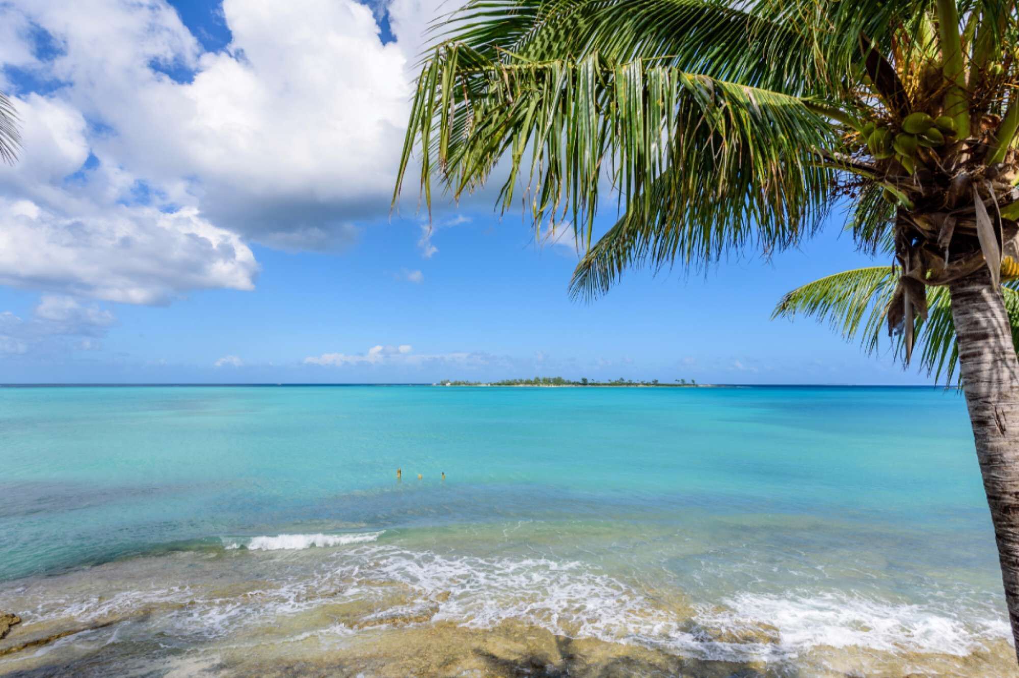 The sea and a palm tree at Saunders Beach.