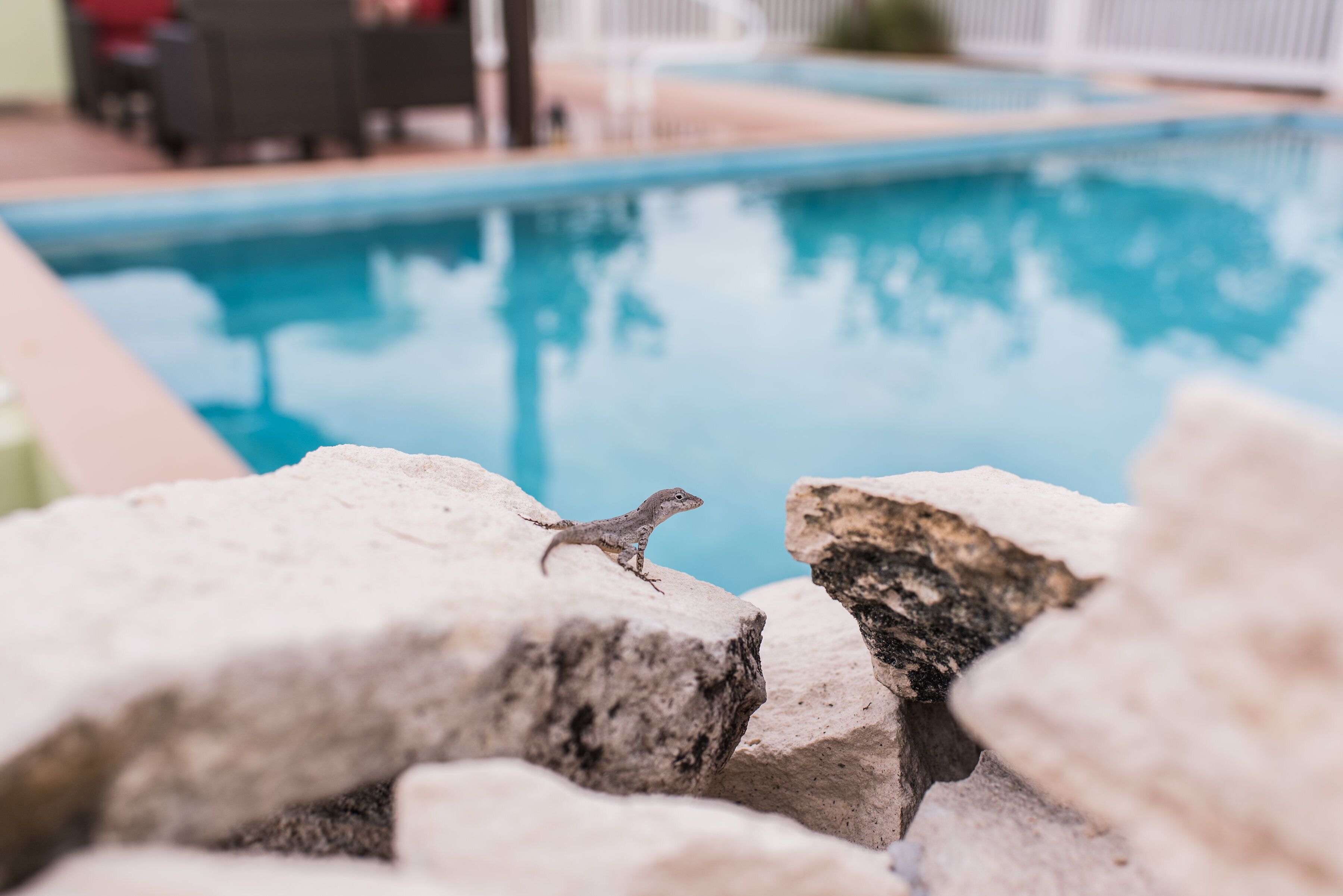 A small lizard on the rocks at the side of the pool.