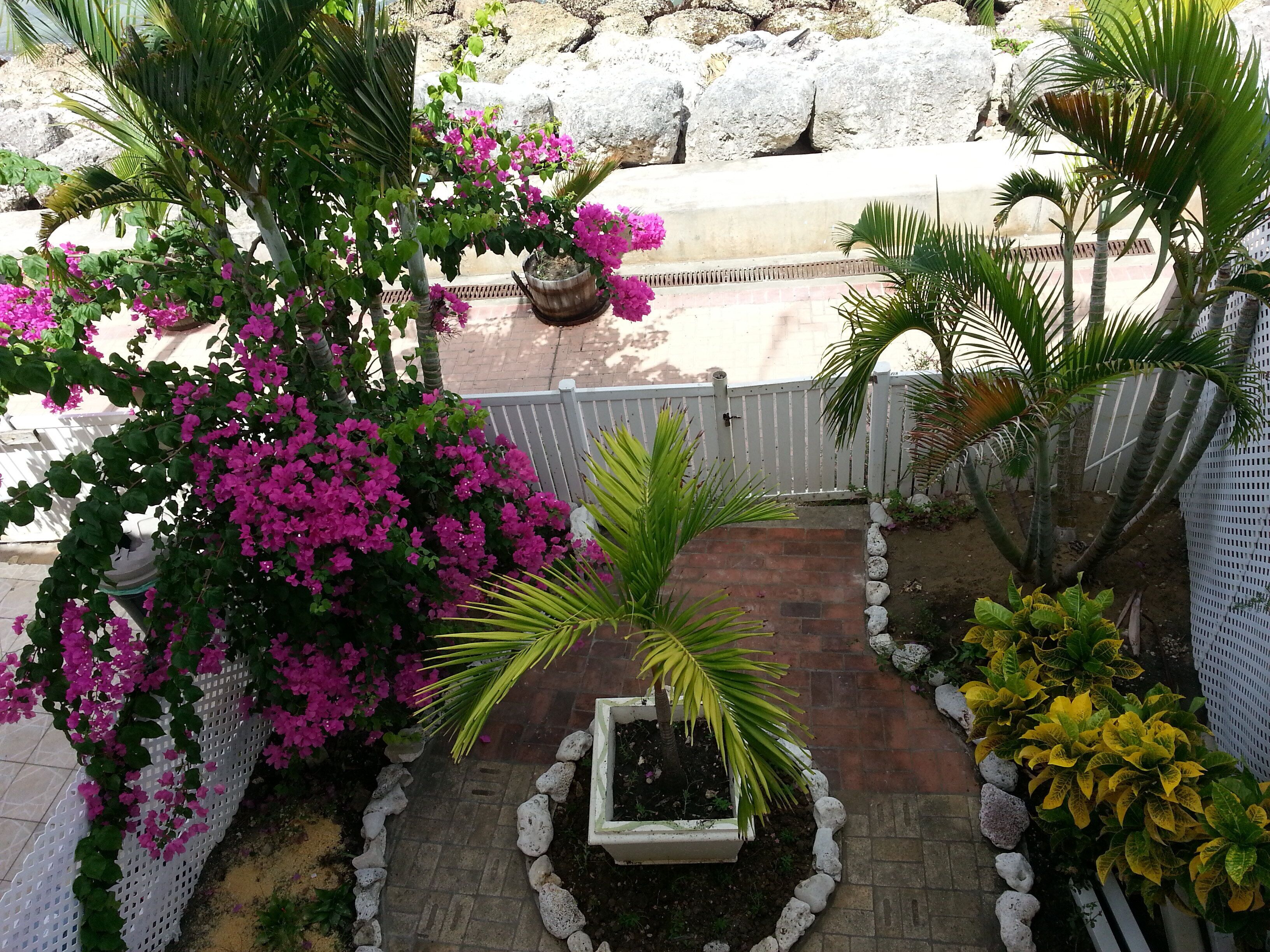 The garden with palms and bougainvillea, seen from above.