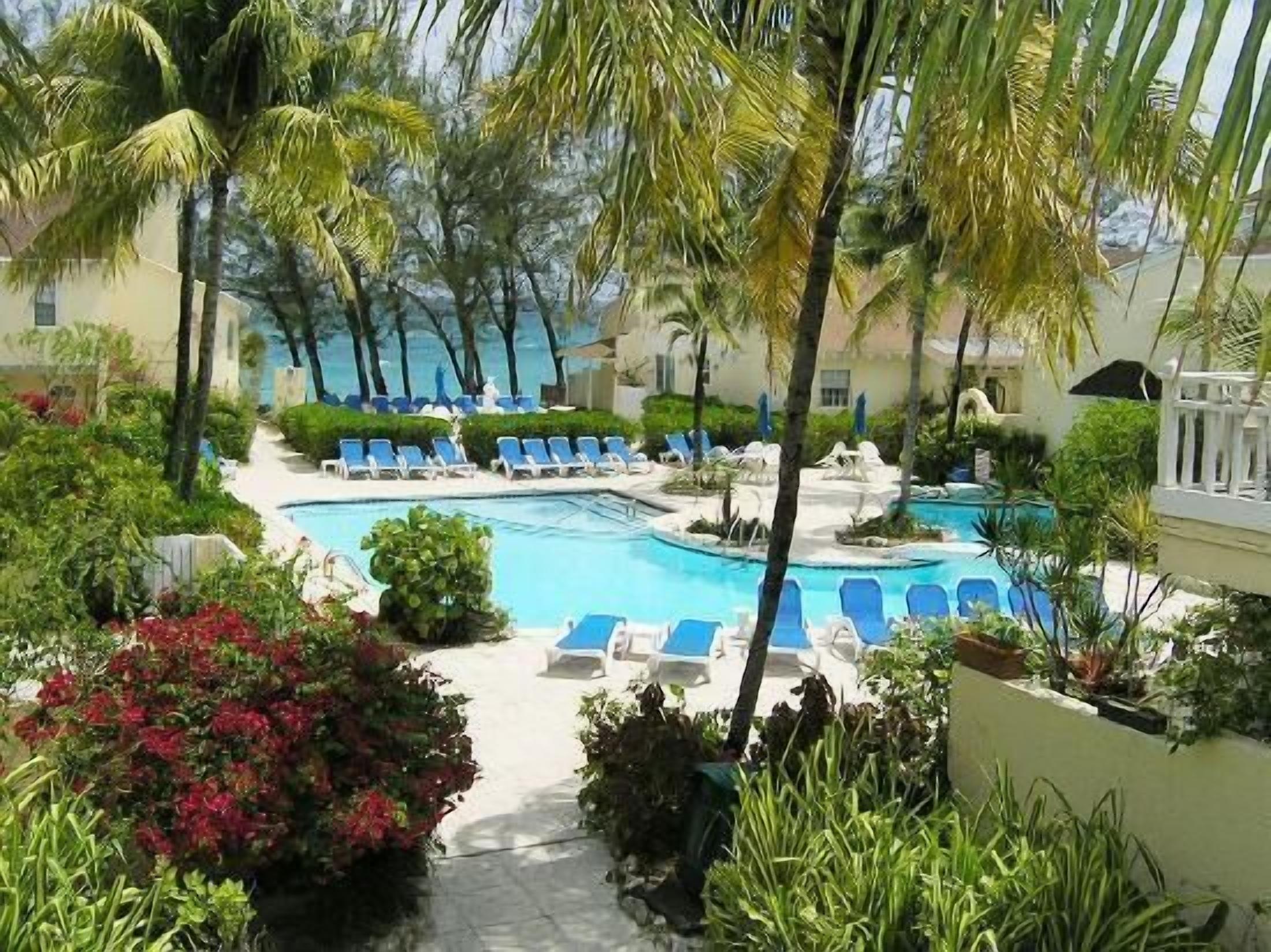 The shared pool with blue sun loungers and palm trees.