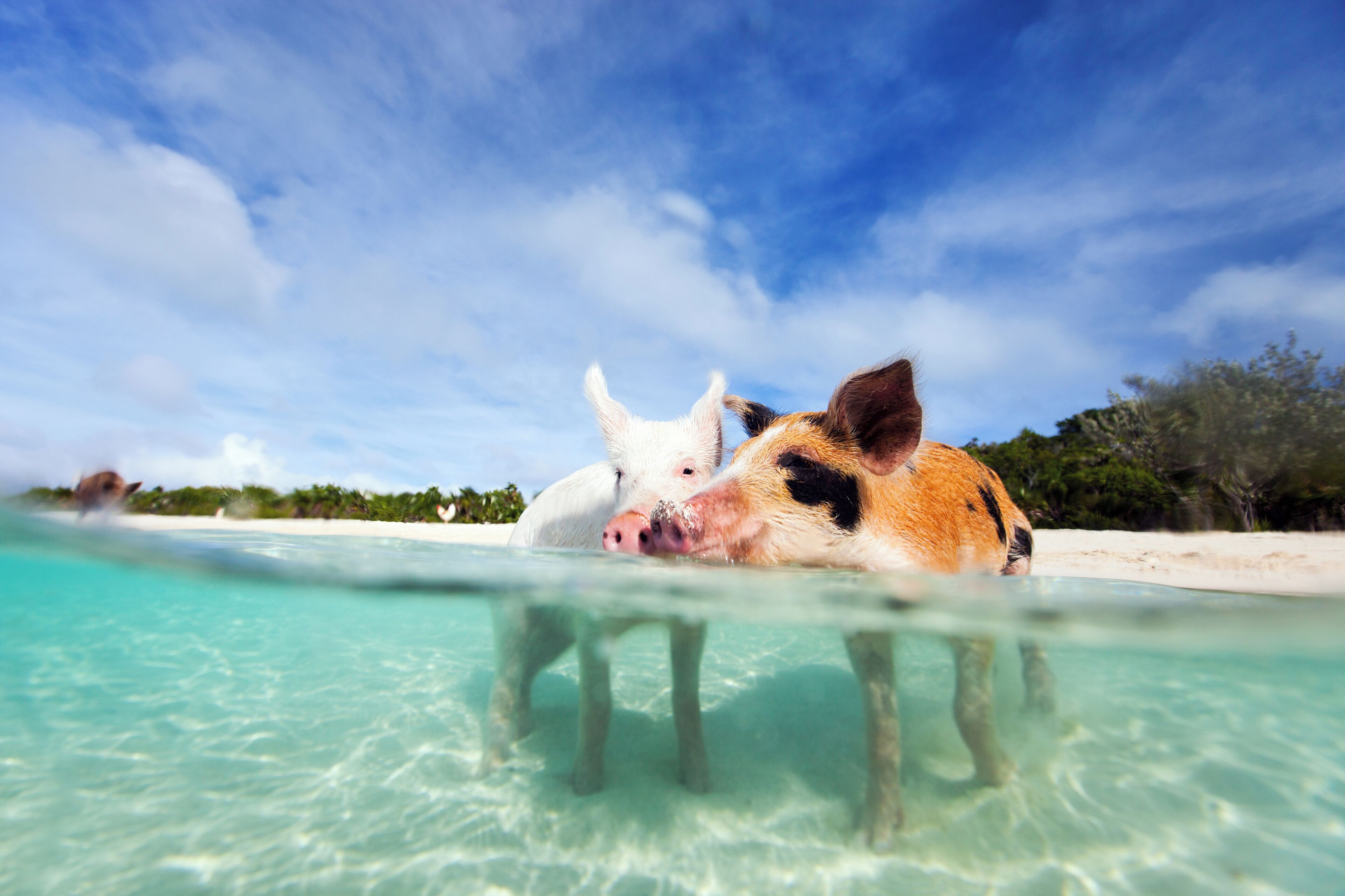 Two pigs stand in shallow sea water near a beach.